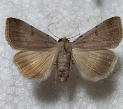 Lygephila craccae