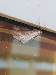 Evergestis isatidalis