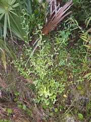 Baccharis glomeruliflora