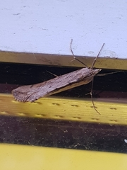 Evergestis isatidalis