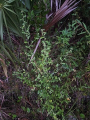 Baccharis glomeruliflora