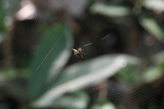 Gasteracantha geminata