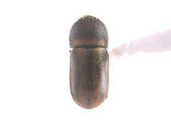 Trypodendron lineatum