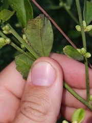 Baccharis glomeruliflora
