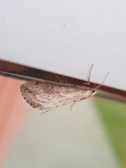 Evergestis isatidalis