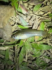 Xiphophorus hellerii