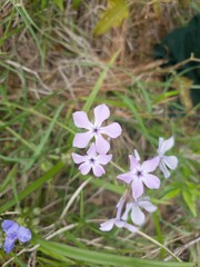 Phlox