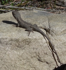 Amphibolurinae
