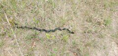 Masticophis flagellum flagellum