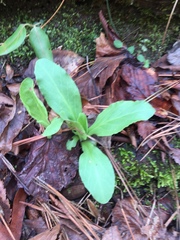 Primula meadia