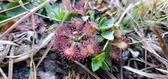 Drosera