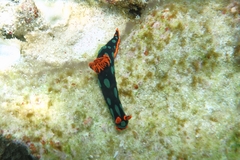 Nembrotha kubaryana
