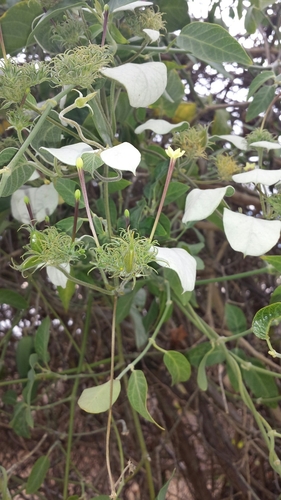 Paederia farinosa subsp. farinosa image