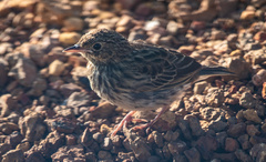 Anthus brachyurus