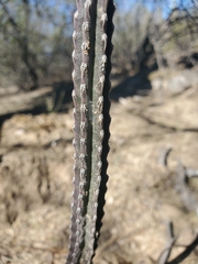 Peniocereus greggii
