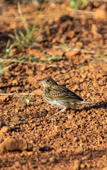 Anthus brachyurus