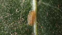 Lichtensia viburni