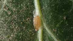 Lichtensia viburni