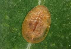 Lichtensia viburni