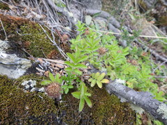 Acaena ovalifolia