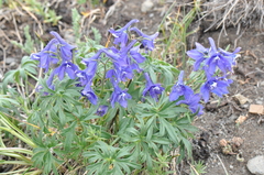 Delphinium alpestre