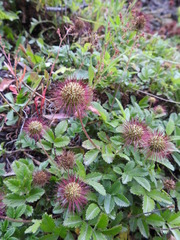 Acaena ovalifolia