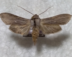 Cucullia chamomillae