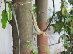 Calotes versicolor