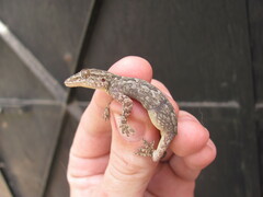 Hemidactylus flaviviridis