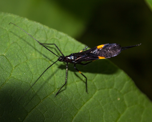 Hiranetis vanderheydeni
