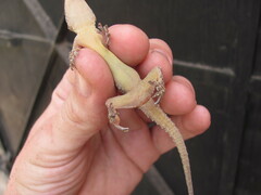 Hemidactylus flaviviridis