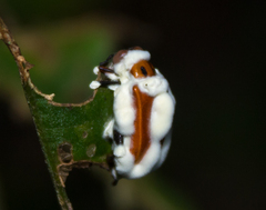 Beauveria bassiana