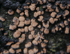 Xylariomycetidae