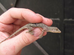 Hemidactylus flaviviridis