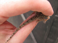 Hemidactylus flaviviridis