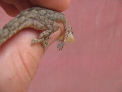 Hemidactylus flaviviridis