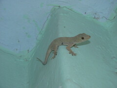 Hemidactylus flaviviridis