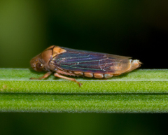 Proconiini
