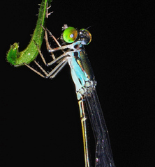 Amphicnemis