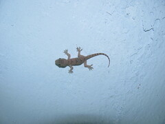 Hemidactylus flaviviridis