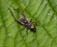 Phylloscyrtus
