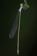Amphicnemis