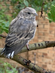 Crithagra atrogularis