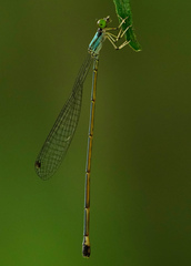 Amphicnemis
