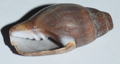 Atrimitra idae