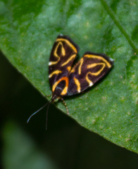 Hemerophila albertiana