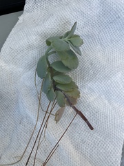 Kalanchoe fedtschenkoi