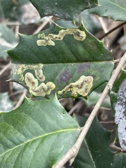 Phytomyza ilicicola