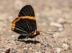 Riodina lycisca