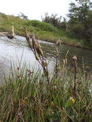 Gentianella magellanica